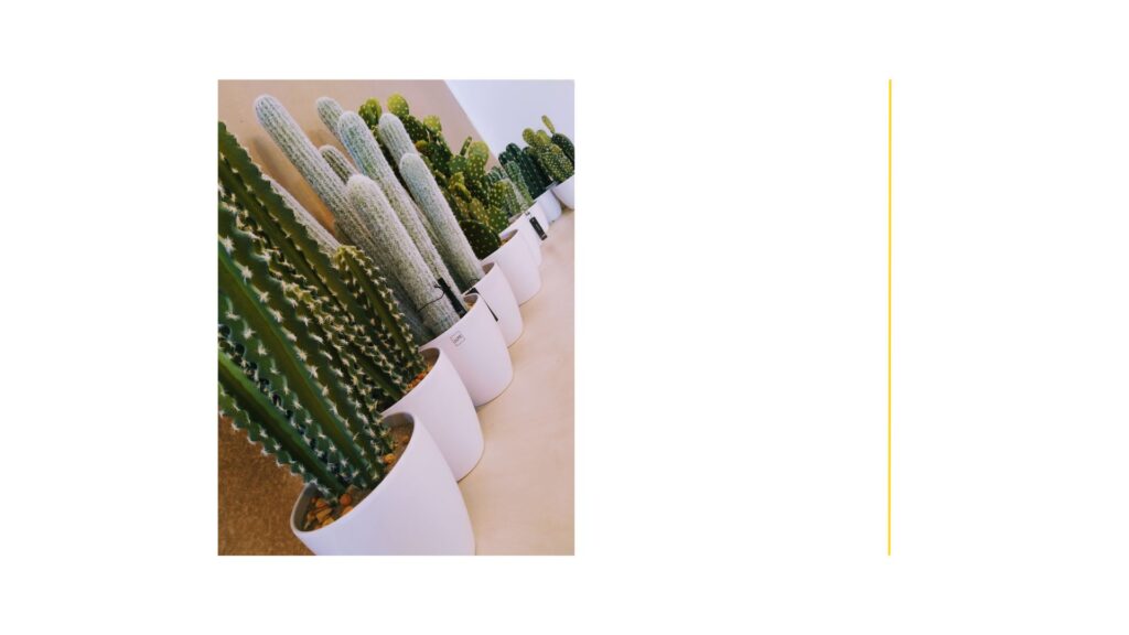 cactus para oficinas