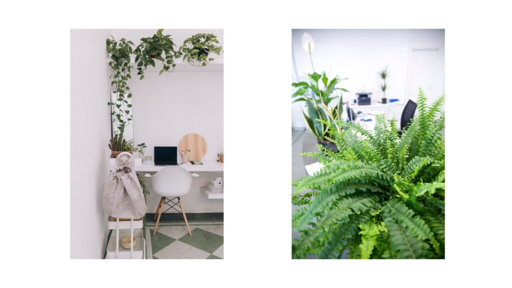 plantas en puestos de oficina