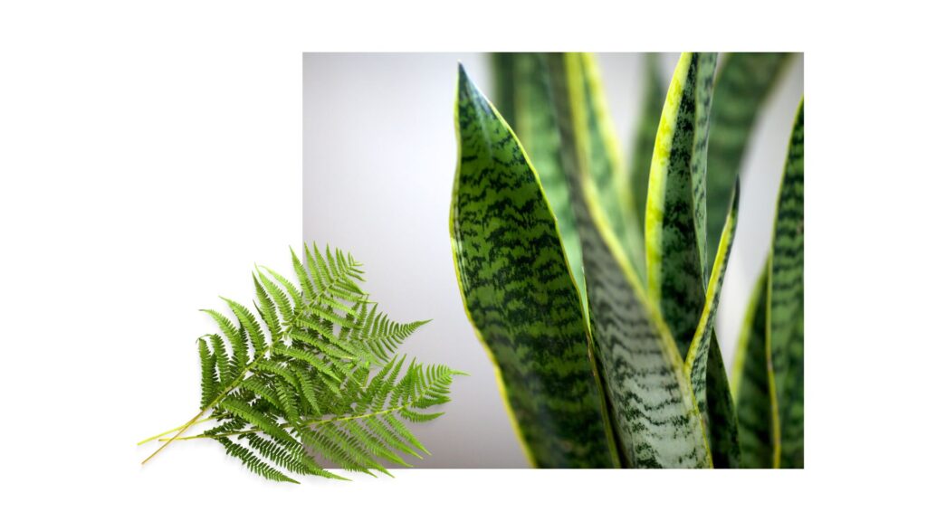 Los helechos y la Sansevieria en espacios de trabajo