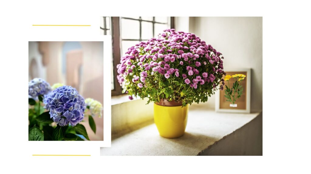 crisantemos y hortensias en espacios de trabajo