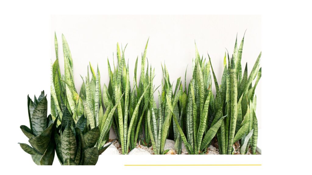 la planta serpiente para decorar espacios de trabajo