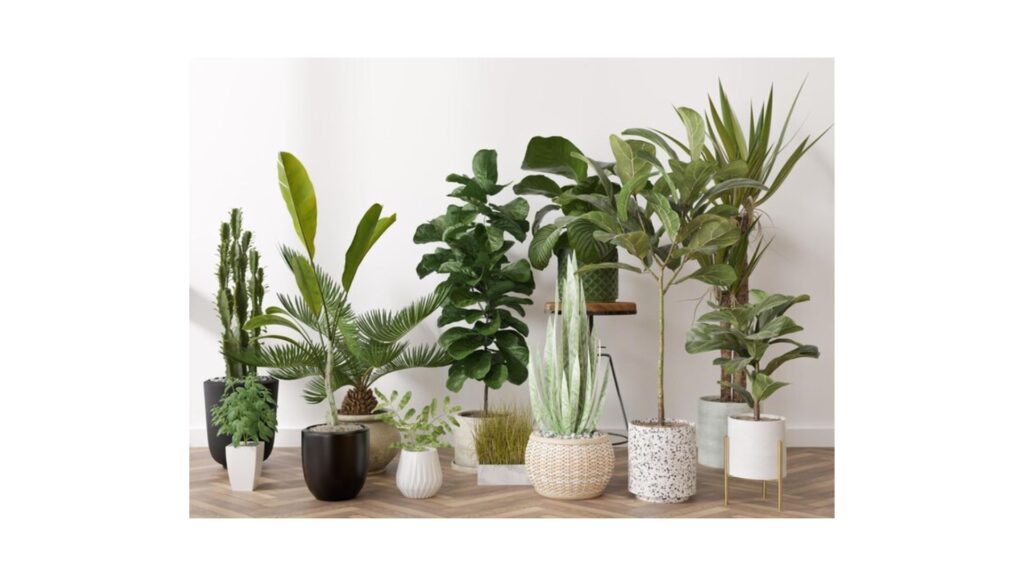 tipos de plantas para incluir en el espacio de trabajo