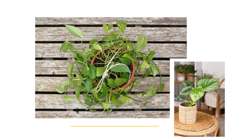 Incluir el photos en tu espacio de trabajo